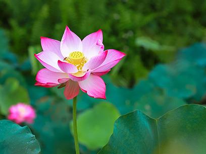 夏至｜夏至時節(jié)，熱情如火，愿你的未來如這夏日般燦爛輝煌